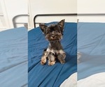 Small Photo #1 Yorkshire Terrier Puppy For Sale in WEST HARTFORD, CT, USA