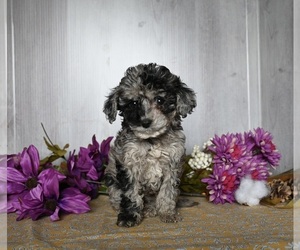 Cockapoo Puppy for sale in DRESDEN, OH, USA