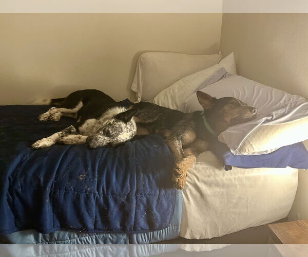 Medium Photo #5 Mutt Puppy For Sale in Garden City, NY, USA