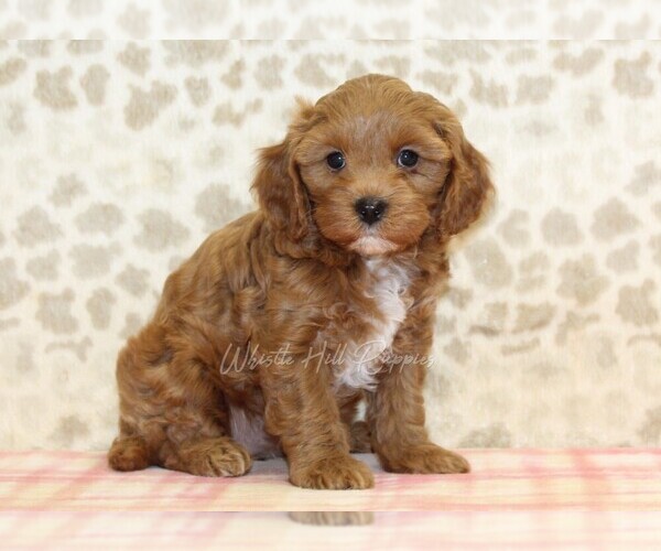 Medium Photo #4 Cavapoo Puppy For Sale in DENVER, PA, USA