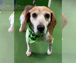 Beagle-Unknown Mix Dogs for adoption in Rustburg, VA, USA