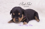 Small Photo #2 Rottweiler Puppy For Sale in OWINGSVILLE, KY, USA