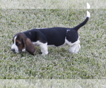 Small Photo #67 Basset Hound Puppy For Sale in MEMPHIS, MO, USA