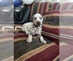 Small Dalmatian