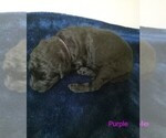 Puppy Miss Purple Goldendoodle