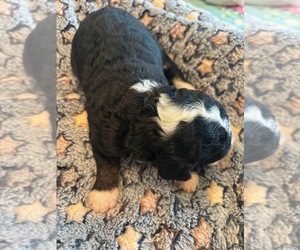 Medium Bernedoodle (Miniature) (+ Poodle Miniature)