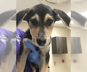 Labrador Retriever-Unknown Mix Dogs for adoption in Conroe, TX, USA