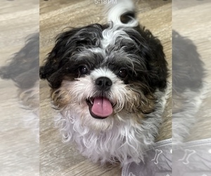 Father of the Shih Tzu puppies born on 12/28/2025