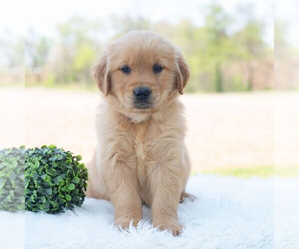 Medium Photo #4 Golden Retriever Puppy For Sale in NEWPORT, PA, USA