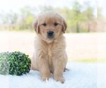 Small #3 Golden Retriever