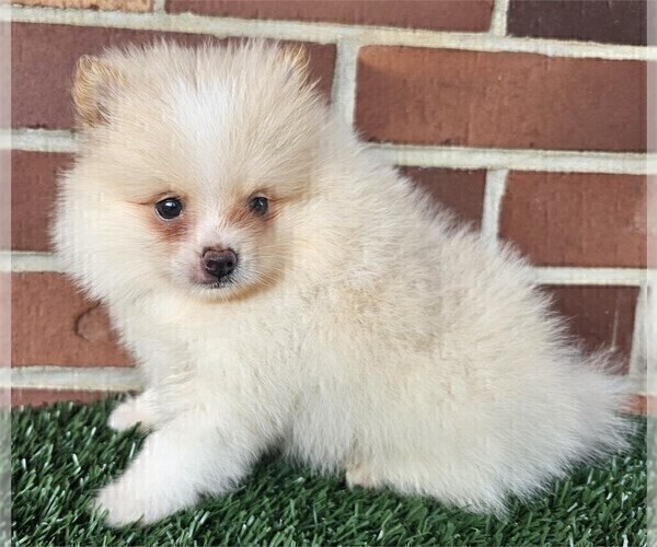 Medium Photo #20 Pomeranian Puppy For Sale in PALM BEACH, FL, USA