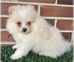 Small #19 Pomeranian