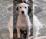 Small #5 English Springer Spaniel-Pointer Mix