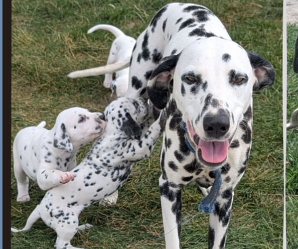 Medium Photo #1 Dalmatian Puppy For Sale in GOSHEN, IN, USA