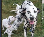 Small Photo #1 Dalmatian Puppy For Sale in GOSHEN, IN, USA