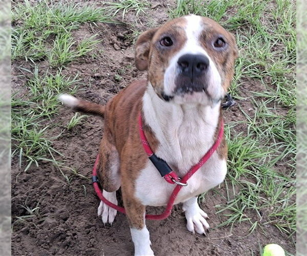 Medium Photo #2 American Pit Bull Terrier Puppy For Sale in Ocala, FL, USA