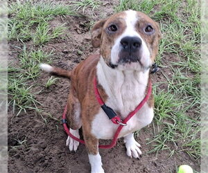 ZEEK - Male American Pit Bull Terrier Dog for Adoption - Photo #2