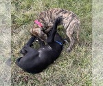 Small #5 Great Dane