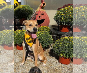 Labrador Retriever-Unknown Mix Dogs for adoption in Germantown, OH, USA