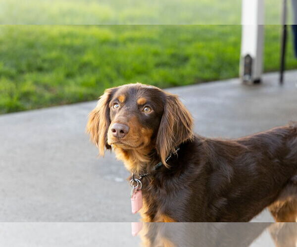 Medium Photo #5 Colonial Cocker Spaniel-Dachshund Mix Puppy For Sale in San Diego, CA, USA