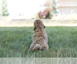 Small #7 Goldendoodle (Miniature)