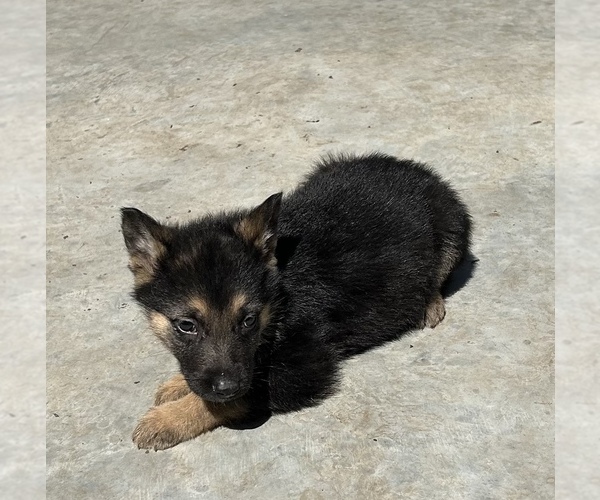 Medium Photo #9 German Shepherd Dog Puppy For Sale in FORT WORTH, TX, USA