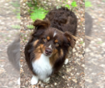 Small Photo #5 Australian Shepherd-Unknown Mix Puppy For Sale in Cranston, RI, USA