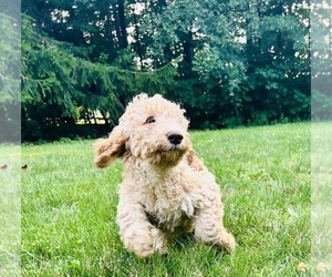 Cock-A-Poo-Goldendoodle Mix Puppy for Sale in CONCORD TWP, Ohio USA
