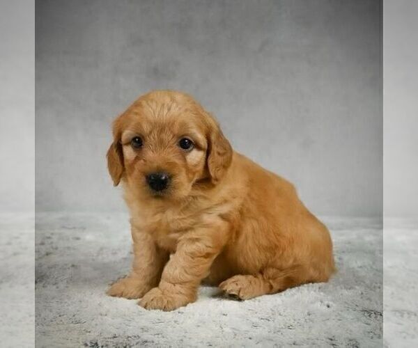 Full screen Photo #2 Goldendoodle-Poodle (Miniature) Mix Puppy For Sale in SOMERSET, OH, USA