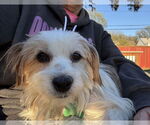 Small #1 Lhasa Apso Mix