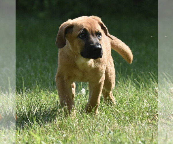 Medium Photo #1 Retriever -Unknown Mix Puppy For Sale in Mechanicsburg, PA, USA
