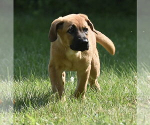 Retriever -Unknown Mix Dogs for adoption in Mechanicsburg, PA, USA