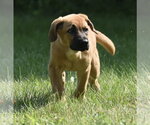 Small Retriever  Mix