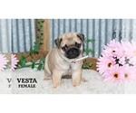 Small #27 Pug