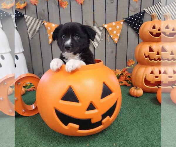 Medium Photo #1 Border Collie-Unknown Mix Puppy For Sale in Hillsboro, MO, USA