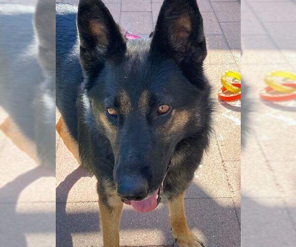 Medium Photo #3 Mutt Puppy For Sale in Tustin, CA, USA