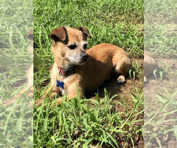 Medium Photo #5 Mutt Puppy For Sale in Spring Lake, NC, USA