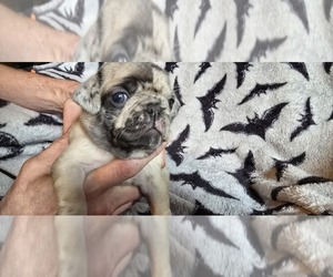 Medium Pug