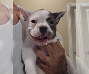 American Bully-French Bulldog Mix Puppy for sale in HOUSTON, TX, USA