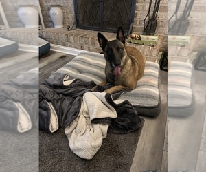 Belgian Malinois Puppy for sale in PARKTON, MD, USA