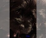 Small #4 Schnauzer (Miniature)