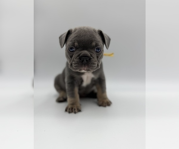 Medium Photo #1 French Bulldog Puppy For Sale in PLEASANTON, CA, USA