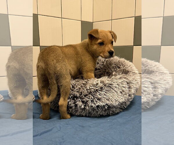 Medium Photo #2 German Shepherd Dog Puppy For Sale in Salinas, CA, USA
