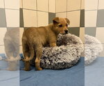 Small #1 German Shepherd Dog