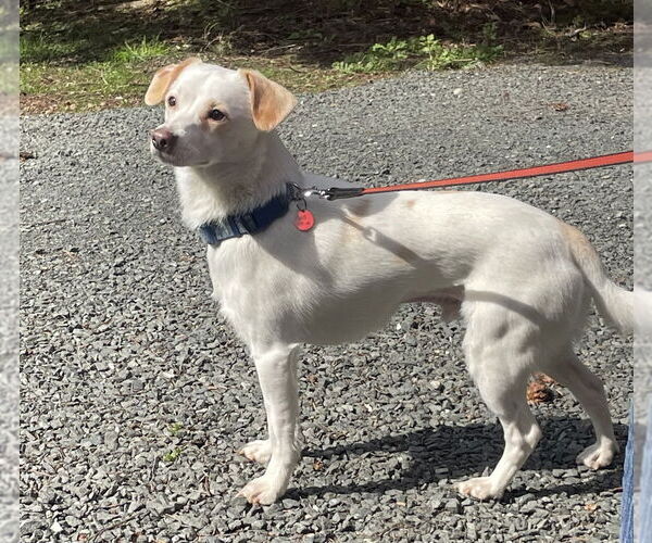 Medium Photo #12 Mutt Puppy For Sale in Bellingham, WA, USA