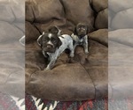 Small Photo #6 Wirehaired Pointing Griffon Puppy For Sale in EADS, TN, USA