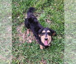 Small #11 Dachshund