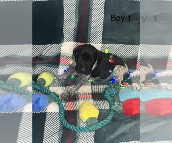 Medium Photo #2 German Shorthaired Pointer Puppy For Sale in BOOMER, NC, USA