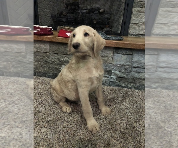 Medium Photo #4 Labradoodle Puppy For Sale in ROBERTA, GA, USA