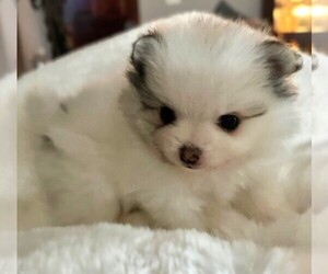 Pomeranian Puppy for sale in LISLE, IL, USA